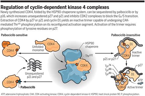 Surprising regulation of cell cycle entry | Science