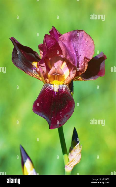 Iris of Burgundy Color Stock Photo - Alamy