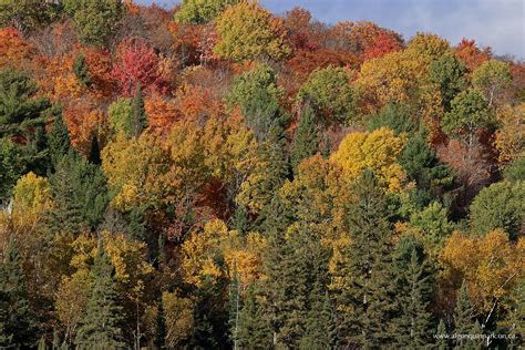 Fall Colour Report | Algonquin Provincial Park | The Friends of Algonquin Park