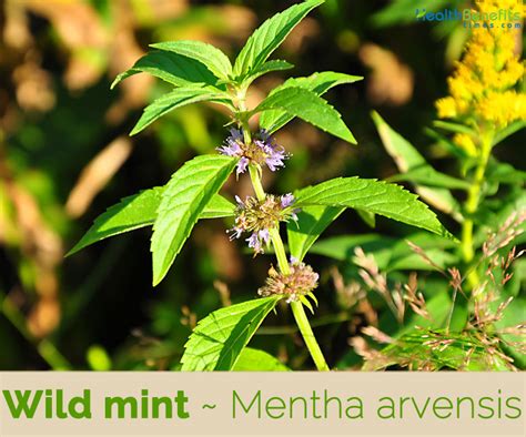 Wild mint facts and health benefits