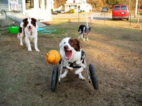 Dog on wheels - Paralyzed pets rock their wheels: 30 awesome animals ...