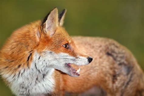 Fox Predators | Outdoor Pests