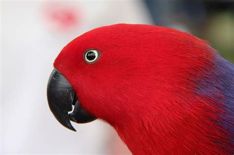 Eclectus Parrot - Eclectus Parrot Characteristics and needs as a pet