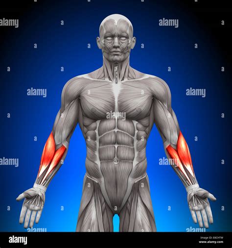 Forearms - Anatomy Muscles Stock Photo - Alamy