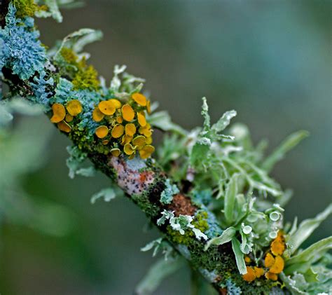 Lichen – Crandall Park Trees