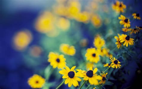 Yellow And Blue Flowers Wallpapers - Wallpaper Cave