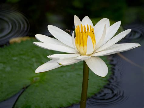 03-nymphaea-lotus