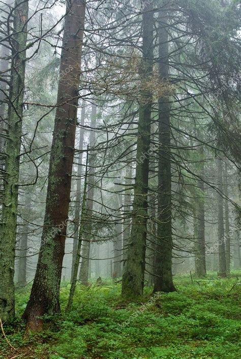 Misty pine tree forest — Stock Photo © york_76 #9623374