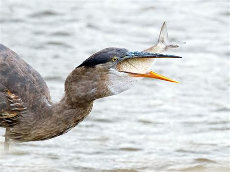 7 Birds That Eat Fish - American Oceans