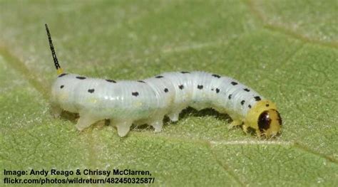 14 Types of White Caterpillars (Including Fuzzy) - Pictures and ...