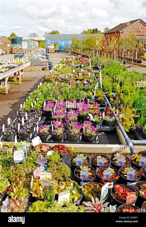 Trays of plants for sale at a garden centre in Taverham, Norfolk ...