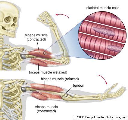 Bicep Anatomy