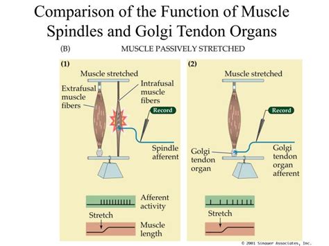 Muscle spindle and golgi tendon organ - jokerbee