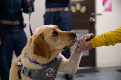 USS Gerald R. Ford welcomes dog on deployment | Flipboard