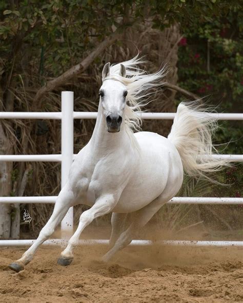 White Arabian | Horses, White arabian horse, Most beautiful horses