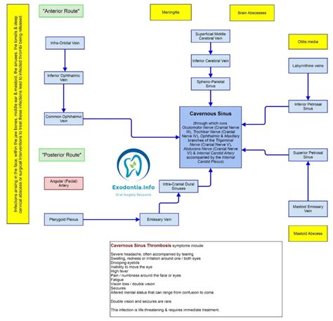 Risk Factors And Precautions For Cavernous Sinus Thrombosis - Ask The ...