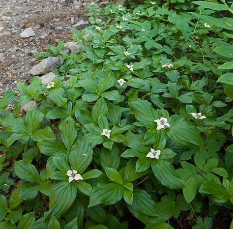 Bunchberry, a Beautiful and Valuable Wild Edible - Eat The Planet