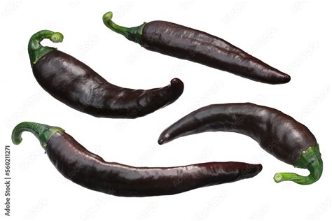 Chilaca chile peppers, ripe brown, whole pods. Known as Pasilla when dried isolated png Stock ...