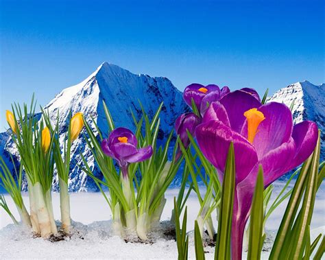 Flowers in Snow Wallpapers - Top Free Flowers in Snow Backgrounds - WallpaperAccess