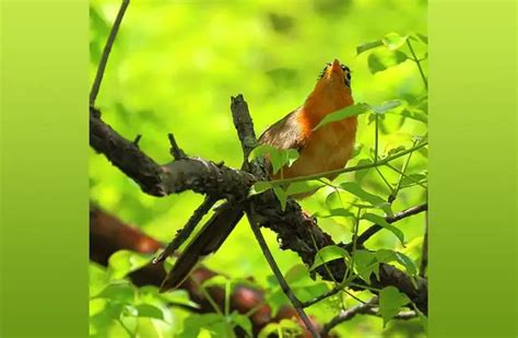 Cuckoo Bird - Description, Habitat, Image, Diet, and Interesting Facts