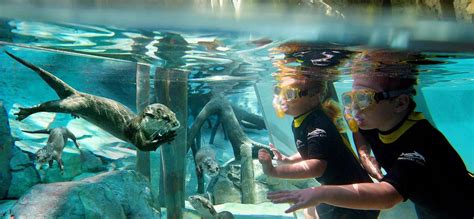 Discovery Cove at SeaWorld Orlando | Guide & Tips