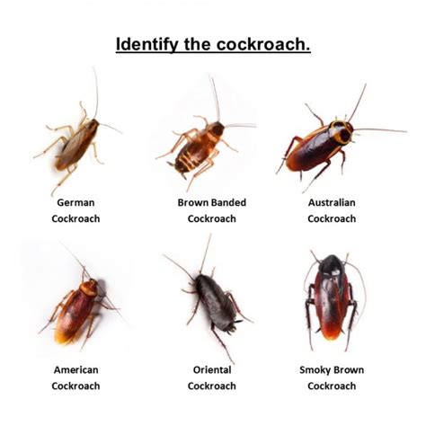 Types of Cockroaches that live in NYC | Pest Control NYC - Best Pest Exterminators