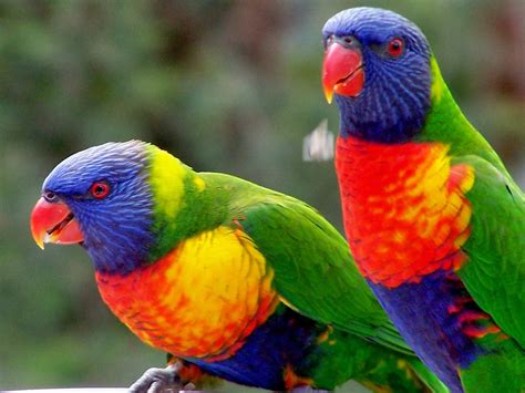 The Rainbow Lorikeet HD Wallpapers And Taxonomy - Everything 4u