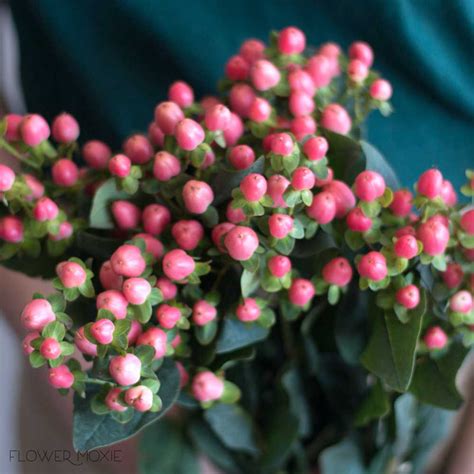 Pink Hypericum Berries | DIY Wedding Flowers | Flower Moxie