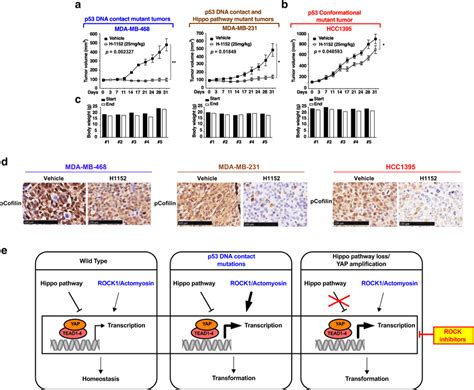 ROCK inhibition selectively antagonizes in vivo growth of TEAD/YAP ...