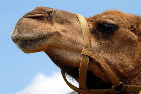 Feral Camels in Australia -Animal Pest Management Services