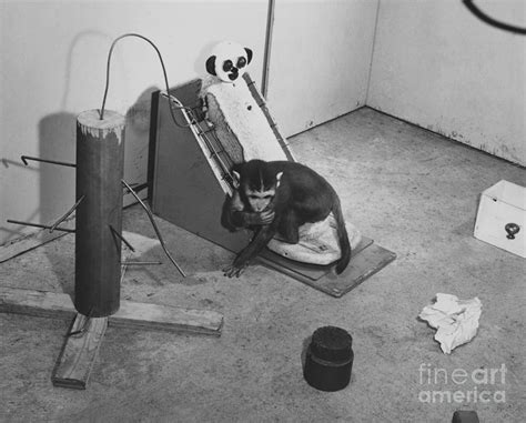 Harlow Monkey Experiment Photograph by Science Source