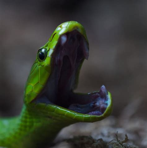 green mamba | Flickr - Photo Sharing! Mamba Snake, Smile Images, Snake Venom, Cute Snake ...