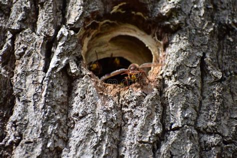 Murder Hornet Nest Entrance with Guardians Stock Image - Image of ...