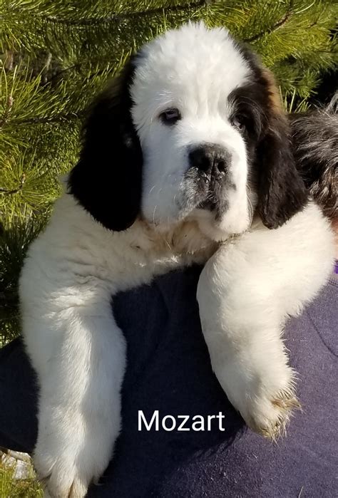 St. Bernard Puppies For Sale | Fairbanks, AK #275056