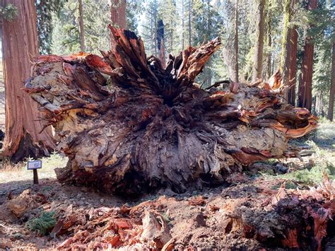 Yosemite: Giant sequoia grove reopens after winds topple huge trees