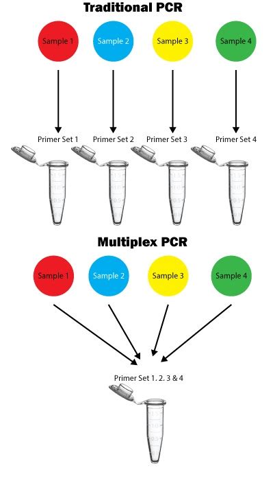 Multiplex PCR: Principle, Applications • Microbe Online