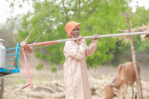 Premium Photo | Indian farmer and a yoke of oxen farming in india happy ...