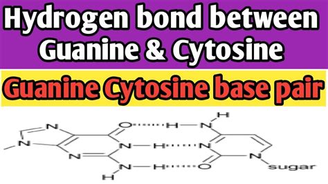 Guanine Cytosine Base Pair