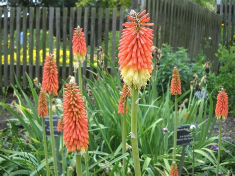 Horticulture Gardens Today: Kniphofia uvaria