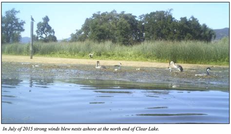 Grebe Nests | Redbud Audubon Society