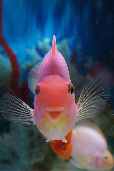 Fish - Underwater Photography Photo (32968125) - Fanpop