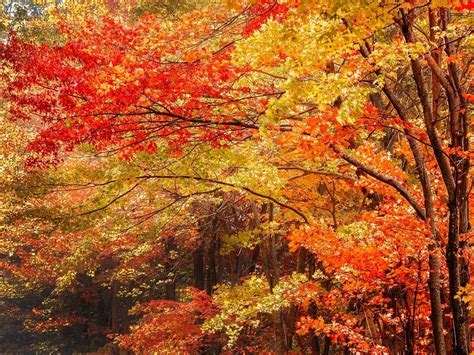 Fall Arrives In Virginia: When To Expect Fall Foliage, Where To Visit ...