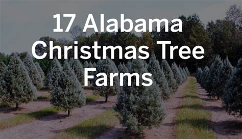 17 Alabama Christmas tree farms worth a visit this holiday season - al.com