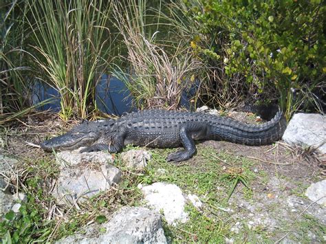 File:American alligator Everglades National Park 0024.JPG