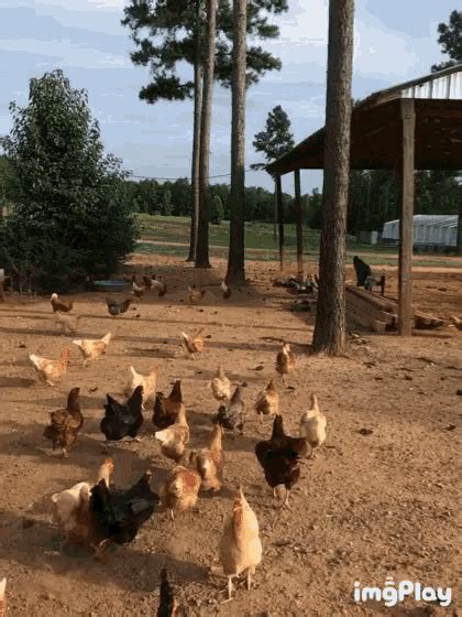 Chickens All GIF - Chickens All Those - Discover & Share GIFs