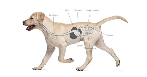 Dog Digestion: From One End to the Other | Diamond Pet Foods