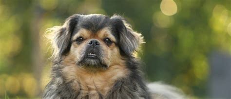 Tibetan Spaniel - A-Z Animals