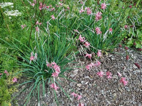 Dierama pulcherrimum in 75mm Supergro Tube – Trigg Plants