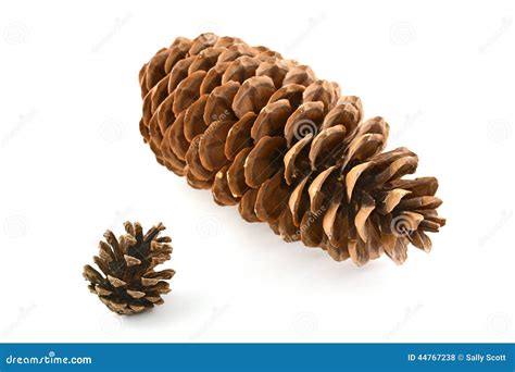 Sugar Pine Cone and Lodgepole Pine Cone Stock Photo - Image of large ...