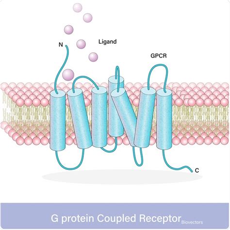 What are G-Protein-Coupled Receptors?